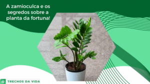 A zamioculca e os segredos sobre a planta da fortuna!