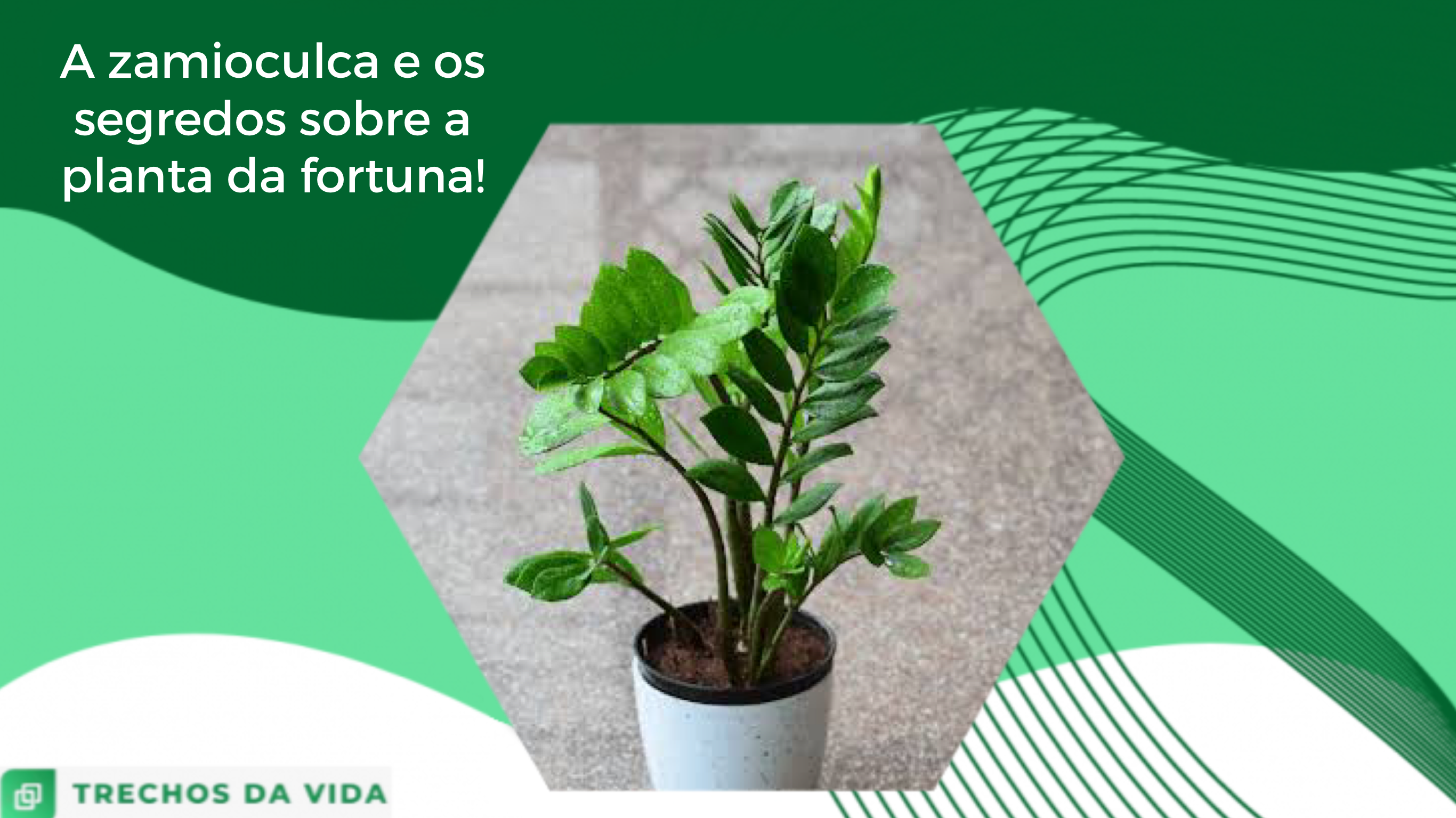 A zamioculca e os segredos sobre a planta da fortuna!