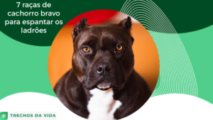 7 raças de cachorro bravo para espantar os ladrões