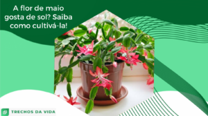 A flor de maio gosta de sol? Saiba como cultivá-la!
