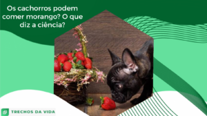 Os cachorros podem comer morango? O que diz a ciência?
