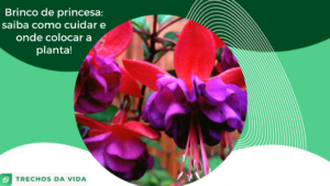 Brinco de princesa: saiba como cuidar e onde colocar a planta!
