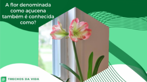 A flor denominada como açucena também é conhecida como?