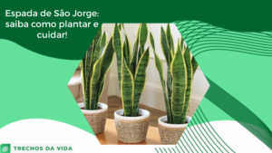 Espada de São Jorge: Saiba como plantar e como cuidar!