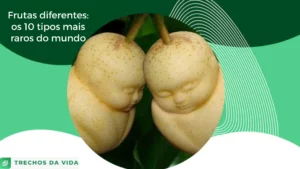 Frutas diferentes: os 10 tipos mais raros do mundo