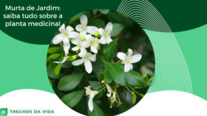 Murta de Jardim: saiba tudo sobre a planta medicinal&nbsp;