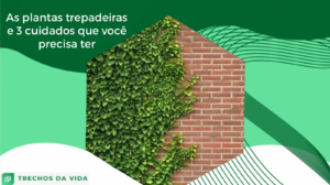 As plantas trepadeiras e 3 cuidados que você precisa ter