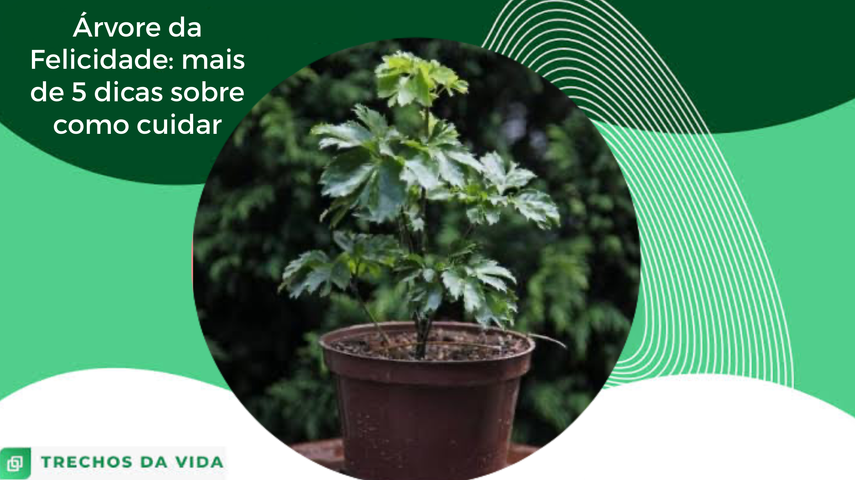 Árvore da Felicidade: mais de 5 dicas sobre como cuidar