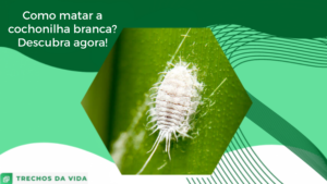 Como matar a cochonilha branca? Descubra agora!