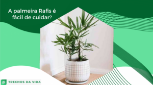 A palmeira Rafis é fácil de cuidar?