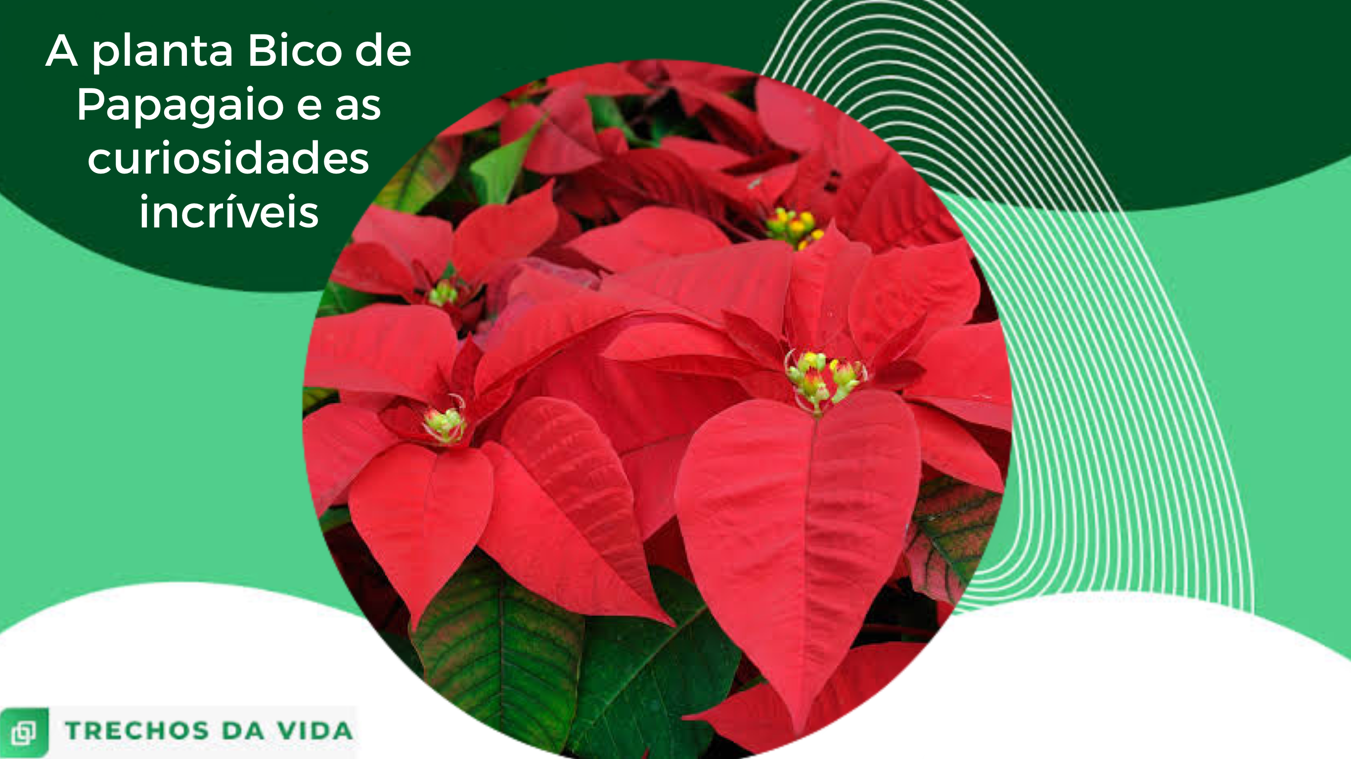 A planta Bico de Papagaio e as 3 curiosidades incríveis