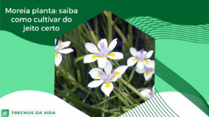 Moreia planta: saiba como cultivar do jeito certo