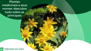 Plantas medicinais nomes: descubra tudo sobre as principais