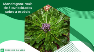 Mandrágora: Mais de 5 curiosidades sobre a planta
