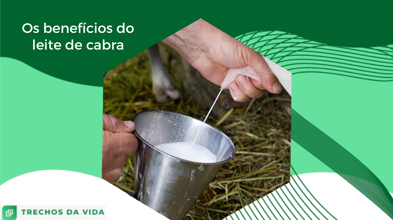 Os benefícios do leite de cabra