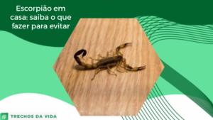 Escorpião em casa: saiba o que fazer para evitar