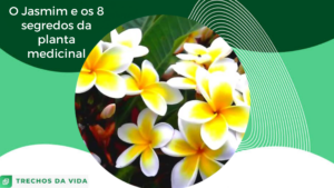 O Jasmim e os 8 segredos sobre a planta medicinal