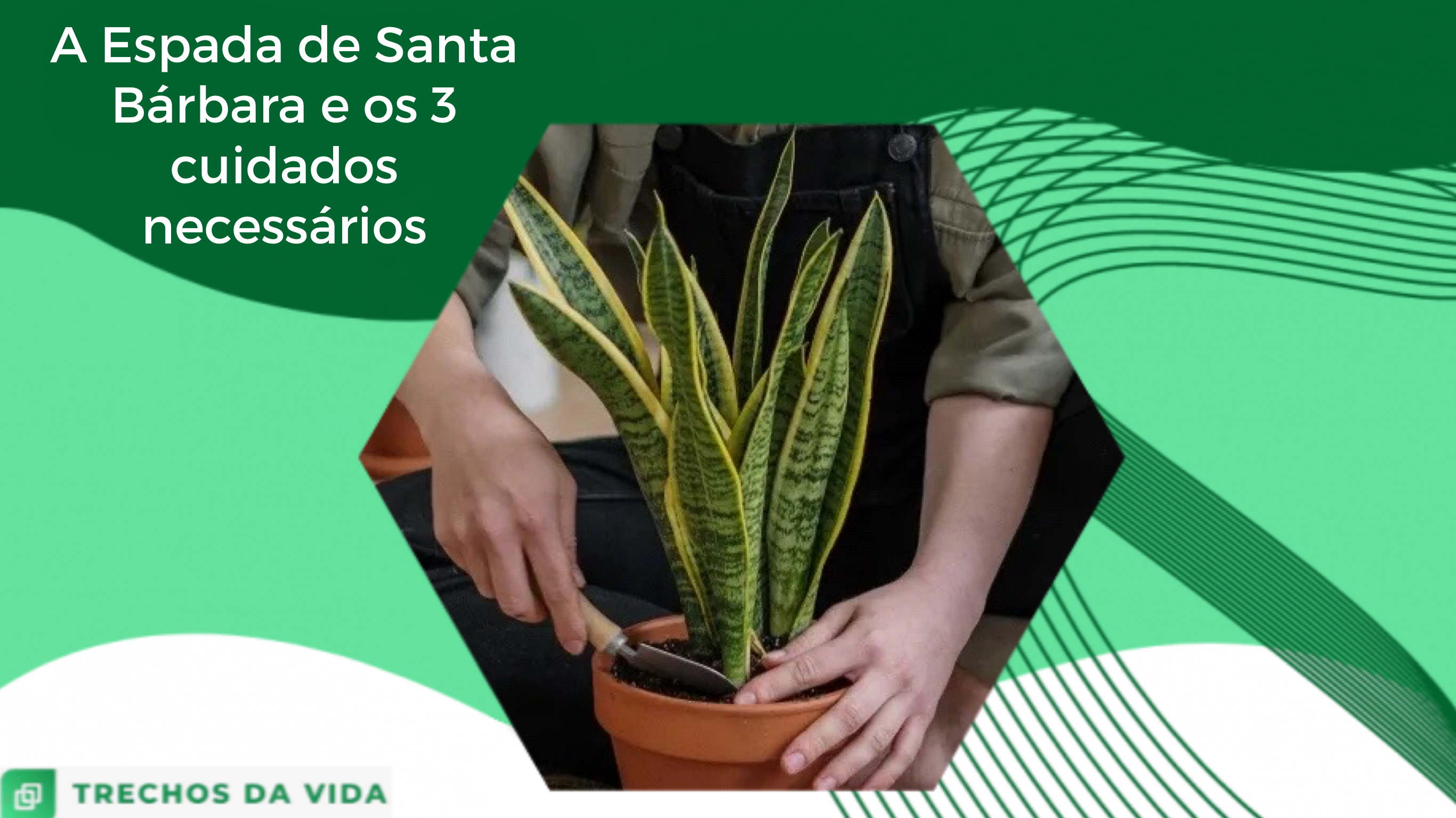 A Espada de Santa Bárbara e os 3 cuidados necessários