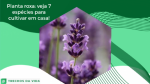 Planta roxa: veja 7 espécies para cultivar em casa!