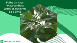 Folha de Assa Peixe: conheça todos os detalhes da planta