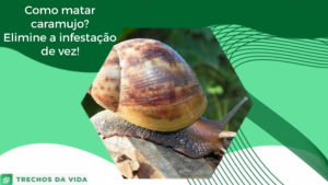 Como matar caramujo? Elimine a infestação de uma vez!