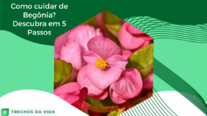 Como cuidar de Begônia? Descubra em 5 Passos