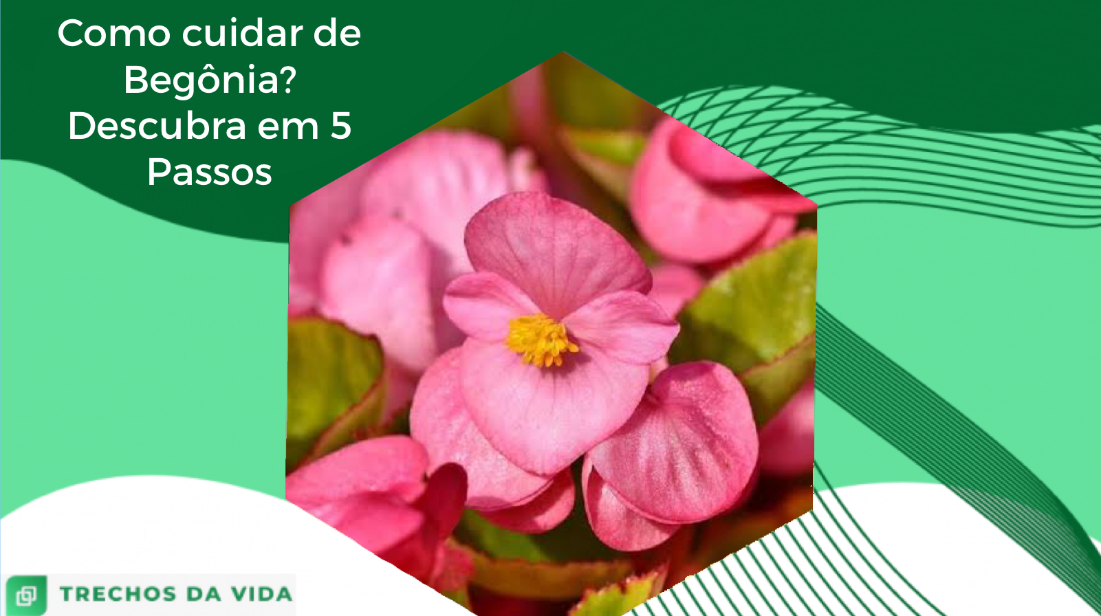 Como cuidar de Begônia? Descubra em 5 Passos