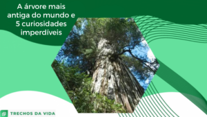 A árvore mais antiga do mundo e 5 curiosidades imperdíveis
