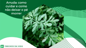 Arruda: como cuidar e como não deixar o pé morrer?