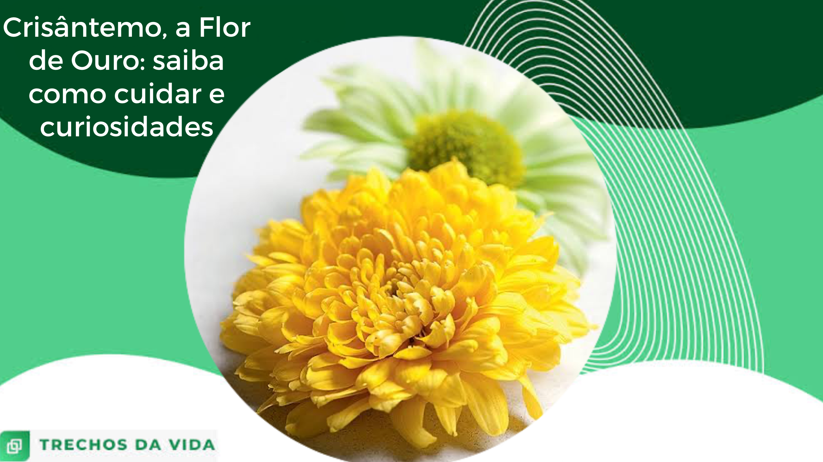 Crisântemo, a Flor de Ouro: saiba como cuidar e curiosidades