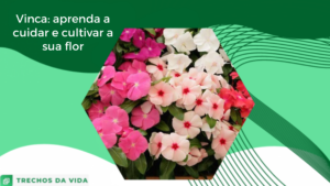 Vinca: aprenda a cuidar e cultivar a sua flor