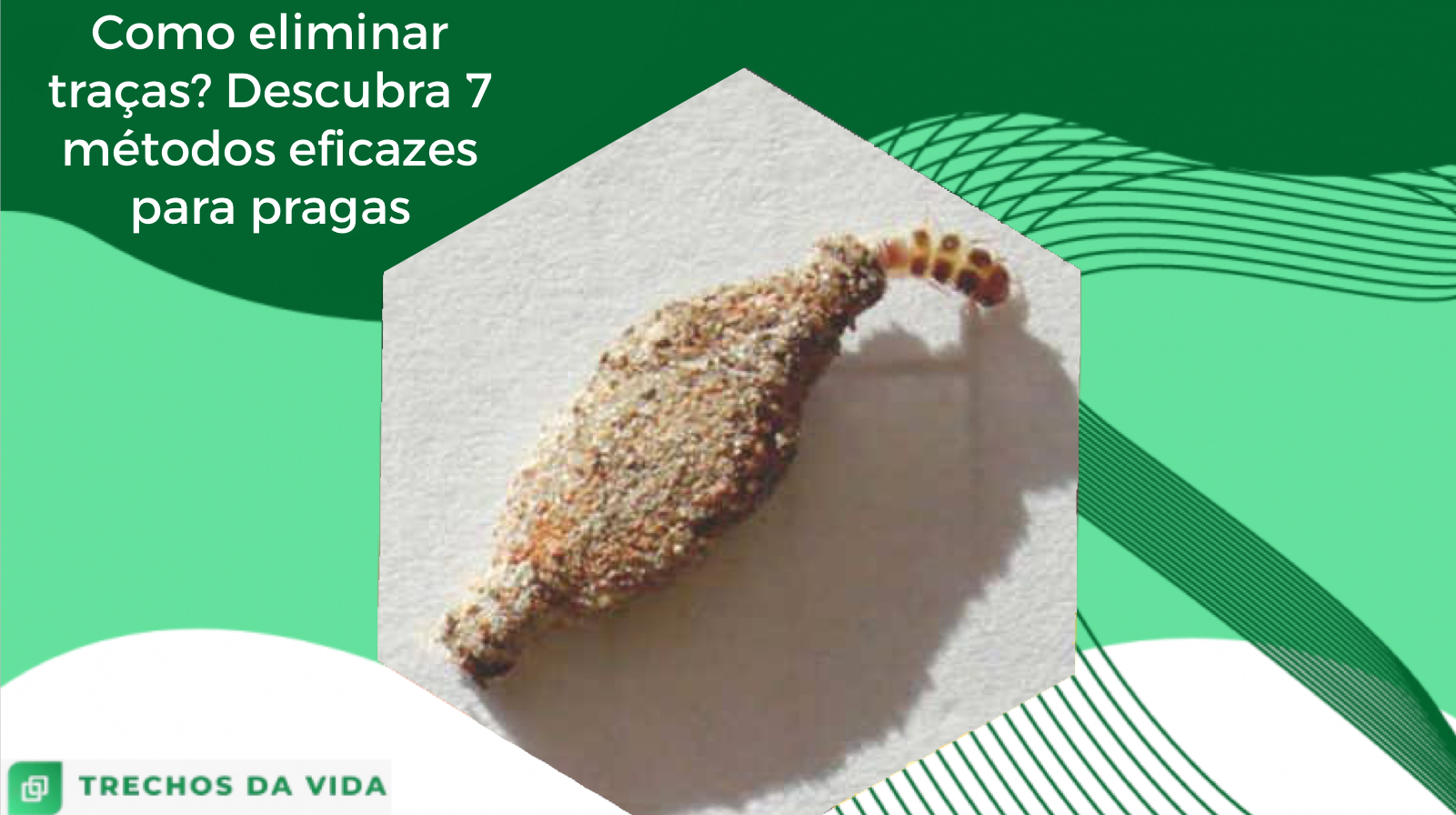 Como eliminar traças? Descubra 7 métodos eficazes para pragas