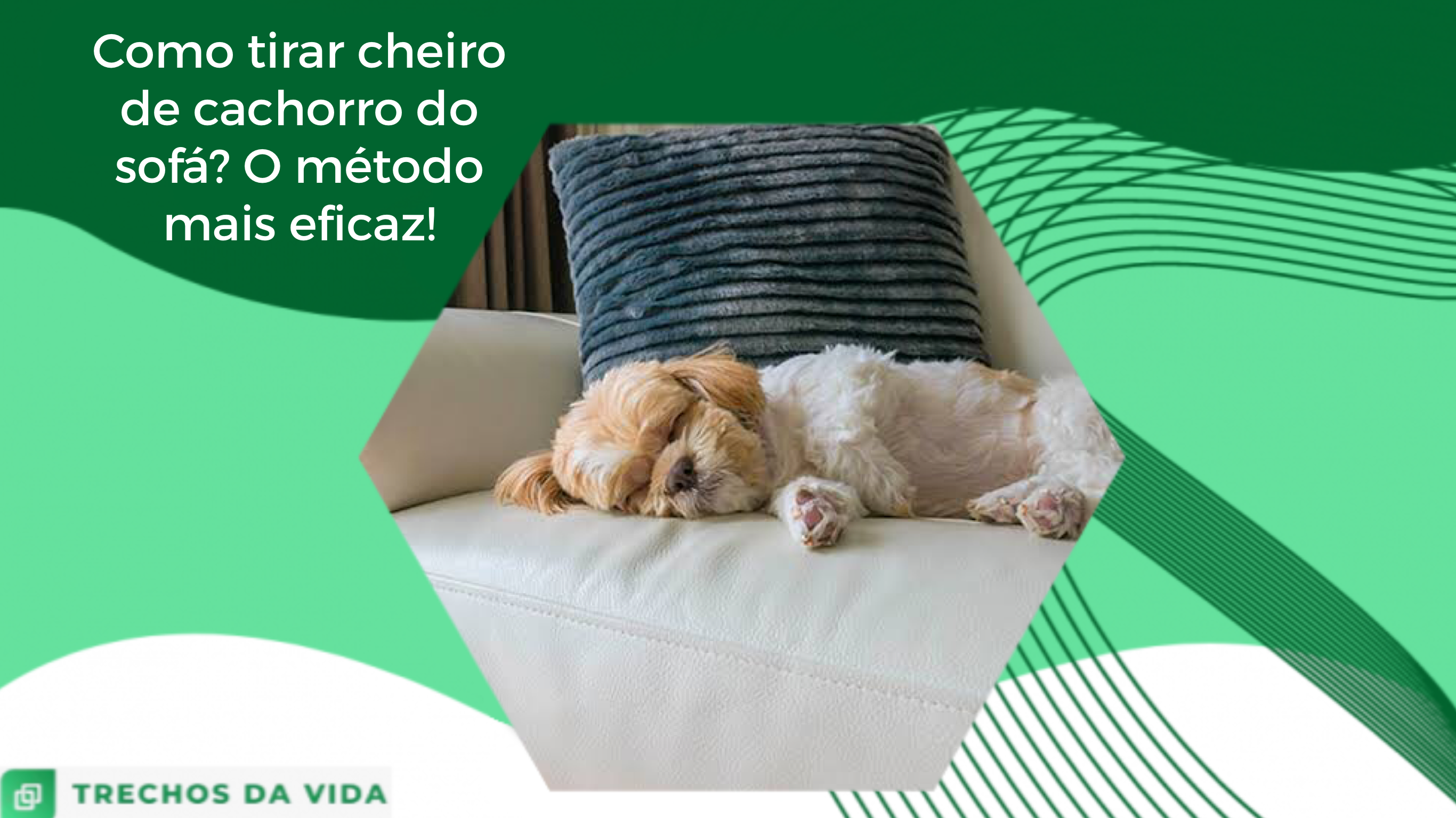 Como tirar cheiro de cachorro do sofá? O método mais eficaz!