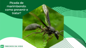 Picada de marimbondo: Como prevenir e tratar?