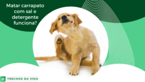 Matar carrapato com sal e detergente funciona? 