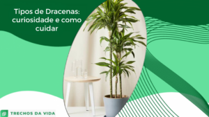 Tipos de Dracenas: curiosidades e como cuidar