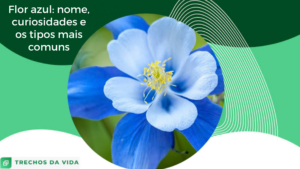 Flor azul: nome, curiosidades e os tipos mais comuns