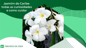 Jasmim do Caribe: todas as curiosidades e como cuidar
