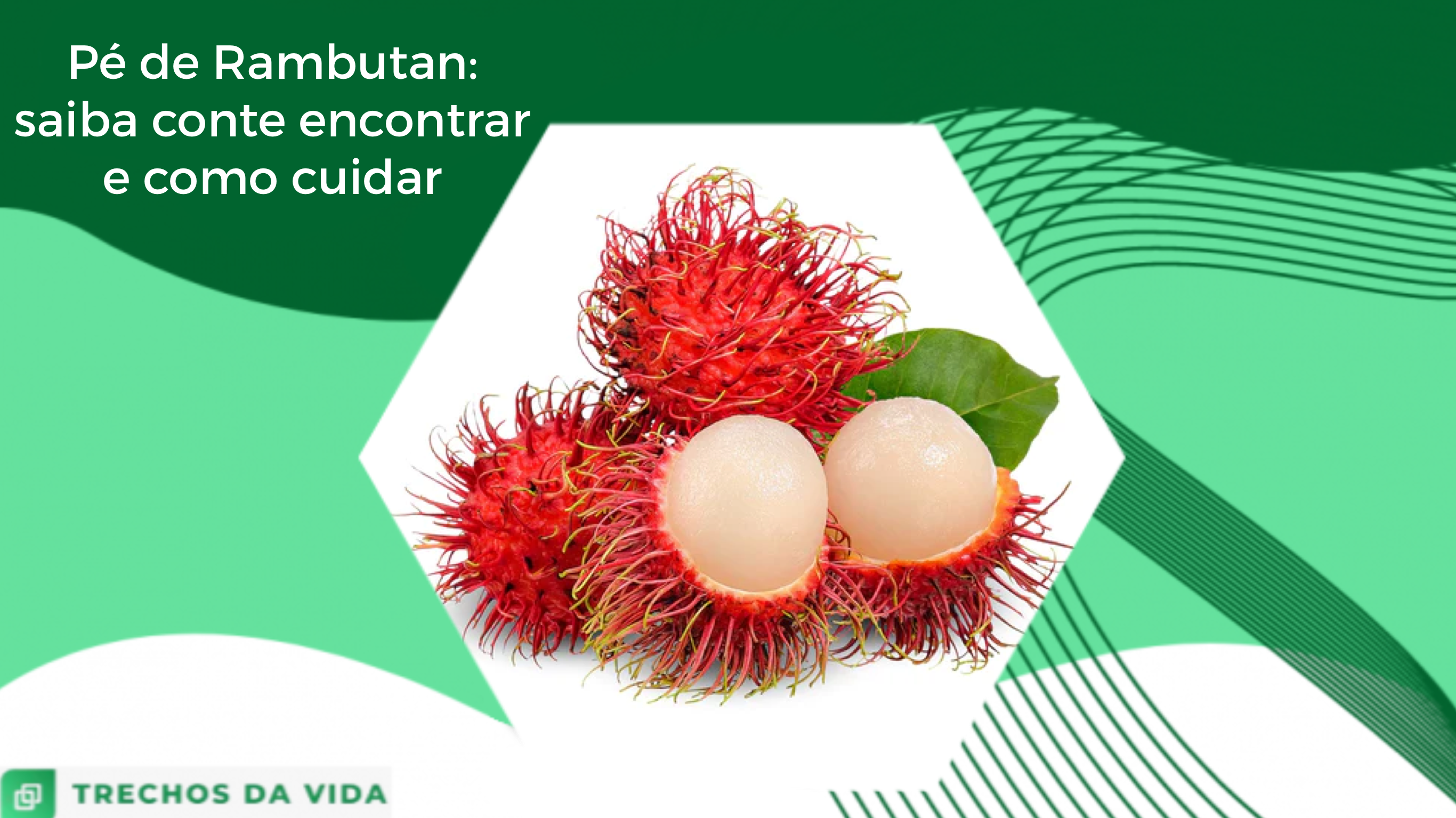 Pé de Rambutan: Saiba onde encontrar e como cuidar!