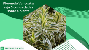 Pleomele Variegata: veja 5 curiosidades sobre a planta