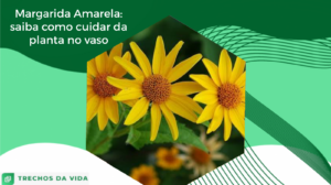 Margarida Amarela: saiba como cuidar da planta no vaso