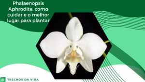 Phalaenopsis Aphrodite: como cuidar e o melhor lugar para plantar