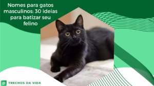 Nomes para gatos masculinos: 30 ideias para batizar seu felino