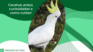 Cacatua: preço, curiosidades e como cuidar!