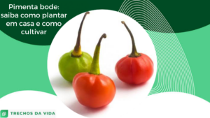 Pimenta bode: saiba como plantar em casa e como cultivar