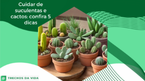 Cuidar de suculentas e cactos: confira 5 dicas