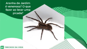 Aranha de Jardim é venenosa? O que fazer ao levar uma picada? 