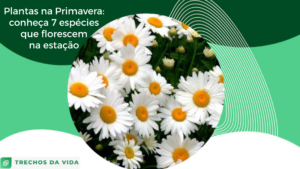 Plantas na Primavera: conheça 7 espécies que florescem na estação