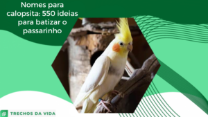 Nomes para calopsita: 550 ideias para batizar o passarinho