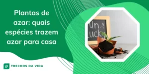 Plantas de azar: quais espécies trazem azar para casa